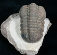 Nicely Displayed, Arched Reedops Trilobite #4090-3